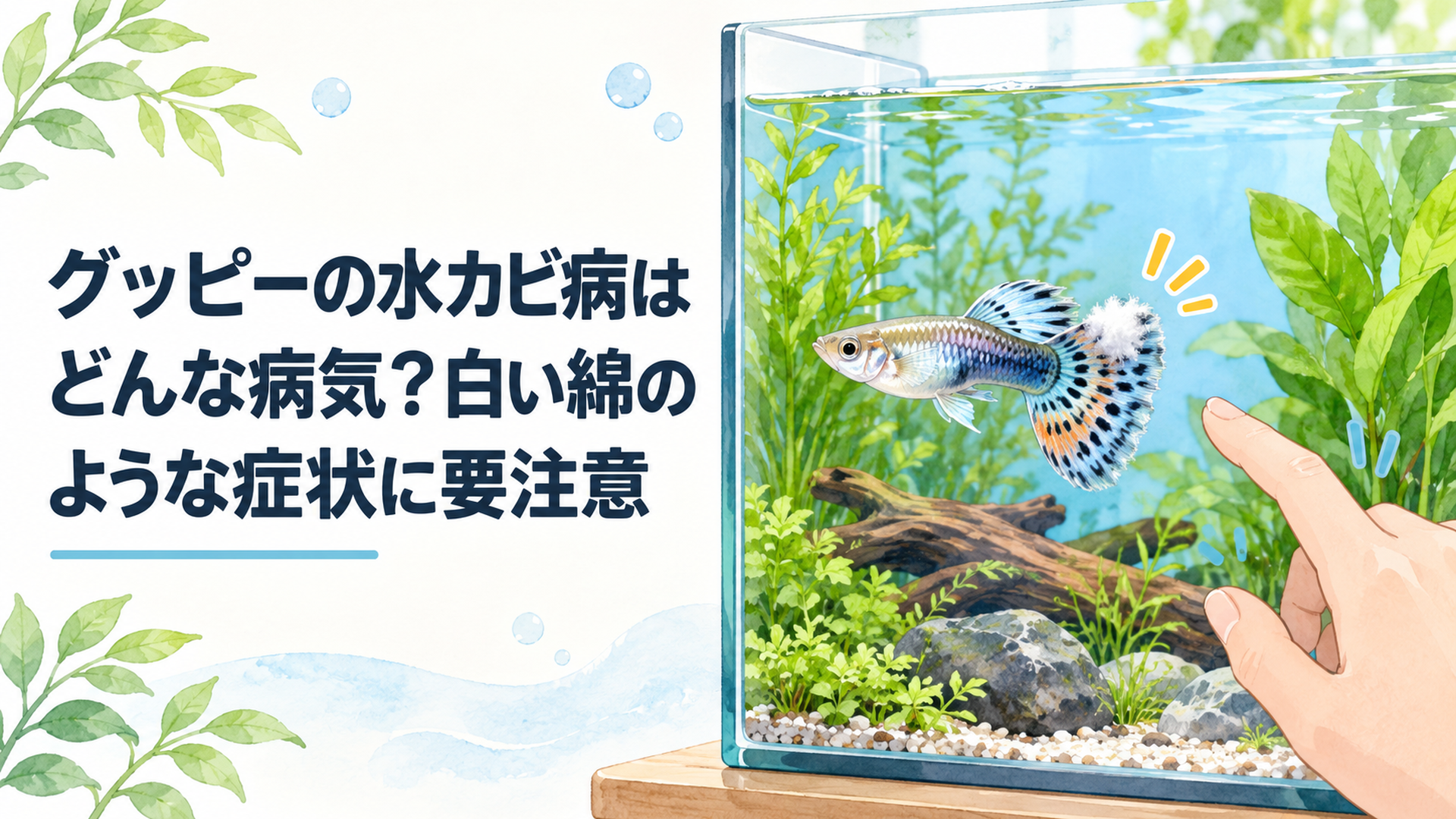 水槽の中でヒレに白い綿のようなものが付着したグッピーを、心配そうに見つめる飼い主の手元